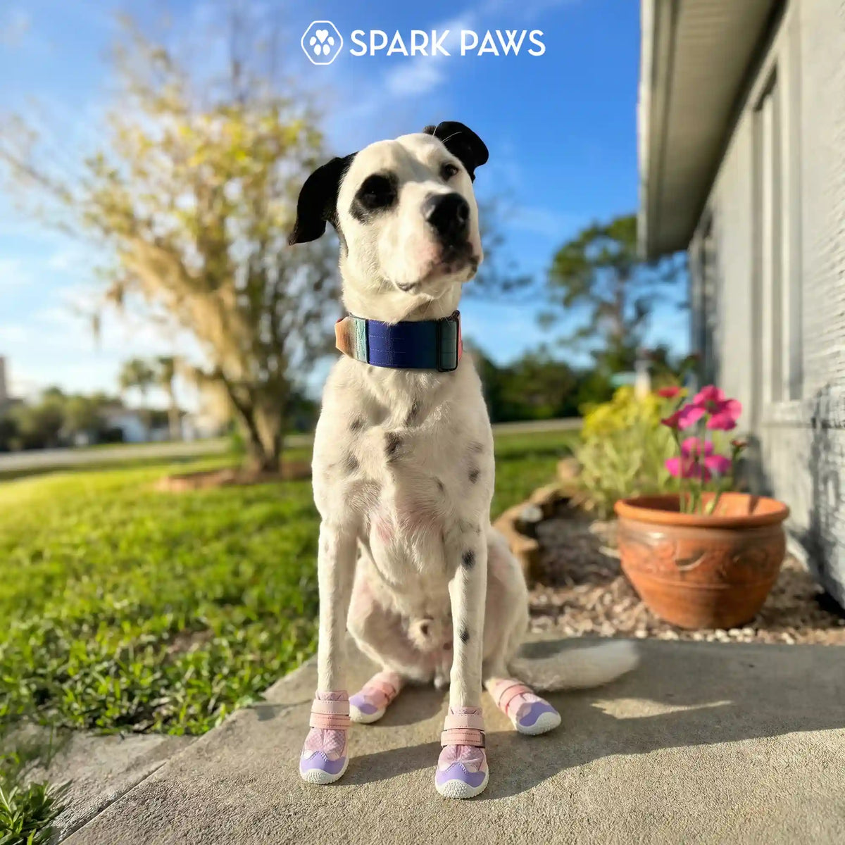 Hot Pavement Pawtector Dog Shoes - Pink Purple
