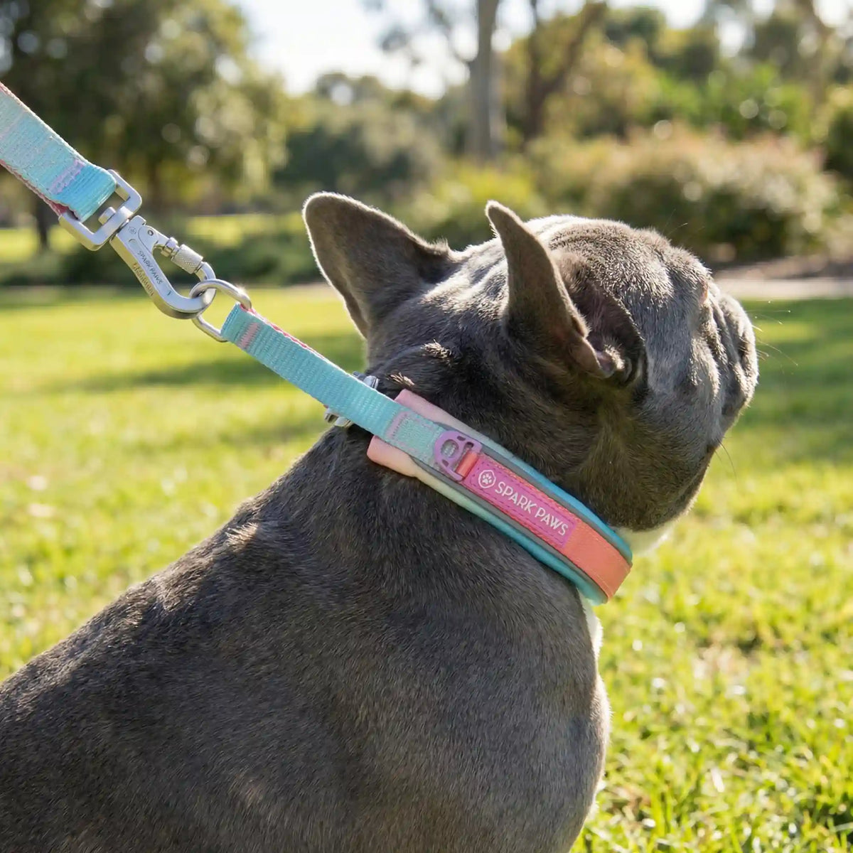 Martingale Collar Set - Pastel Icing