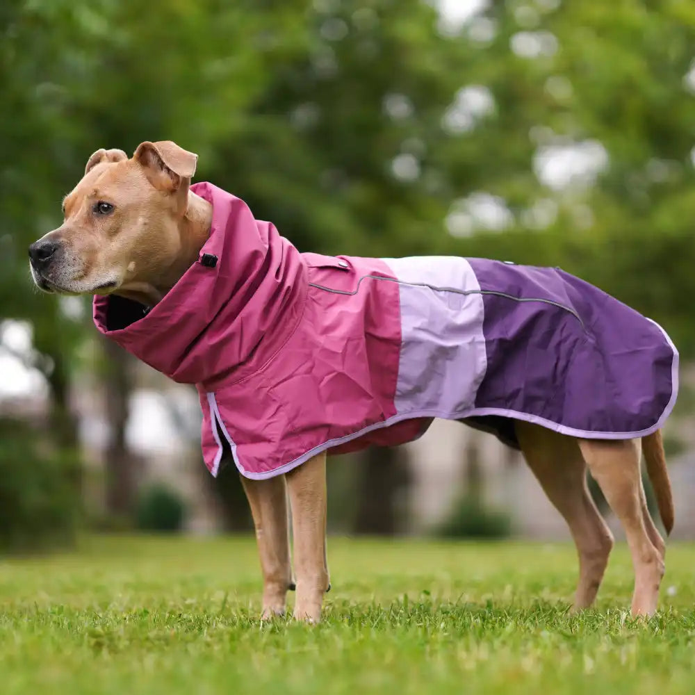 Breatheshield™ Dog Raincoat - Pink Lilac Purple