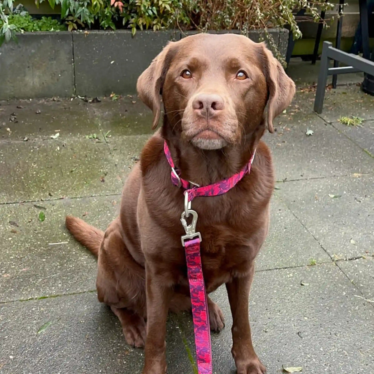 Martingale Collar Set - Fuchsia Camo