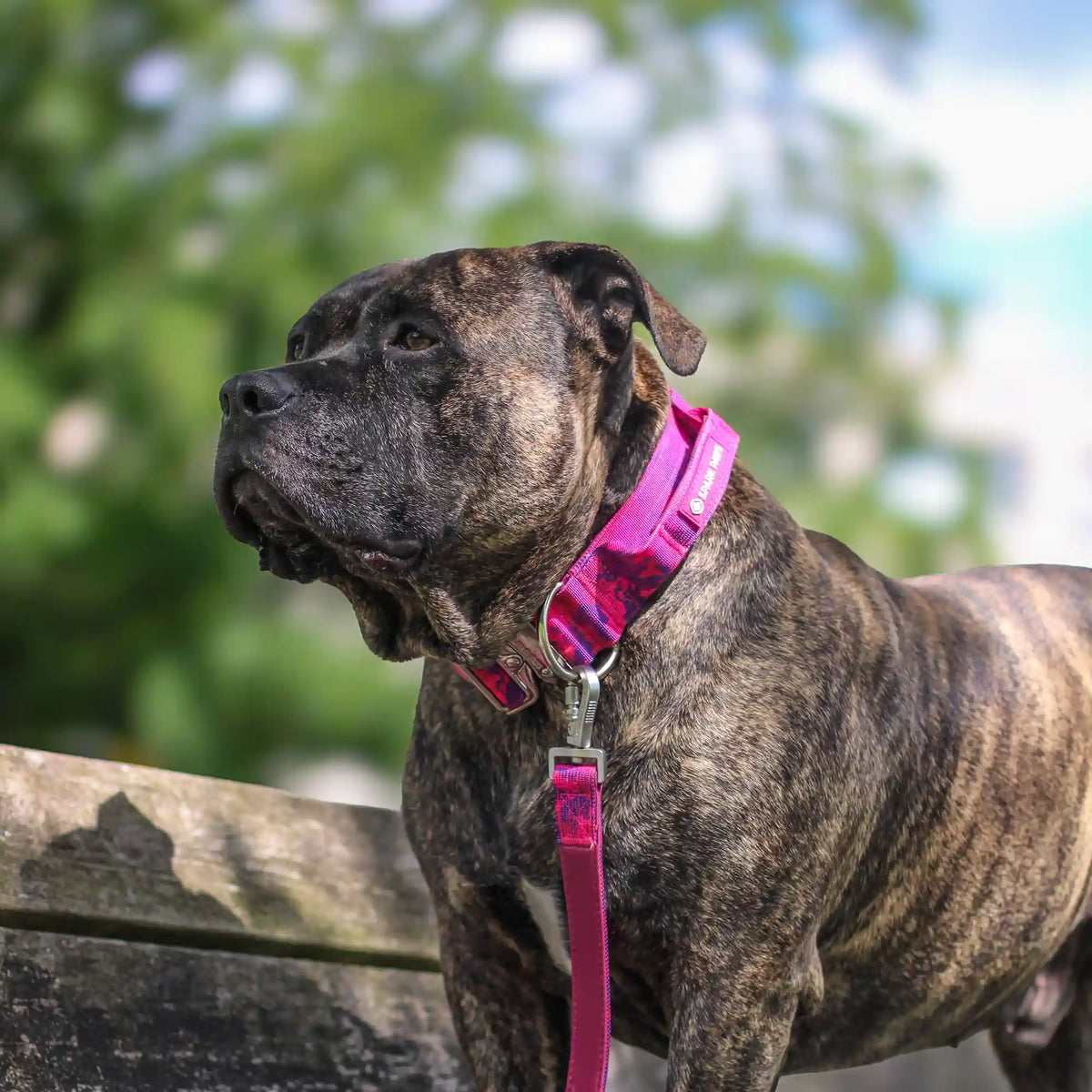 Comfort Control Collar and Multipurpose Leash Sets