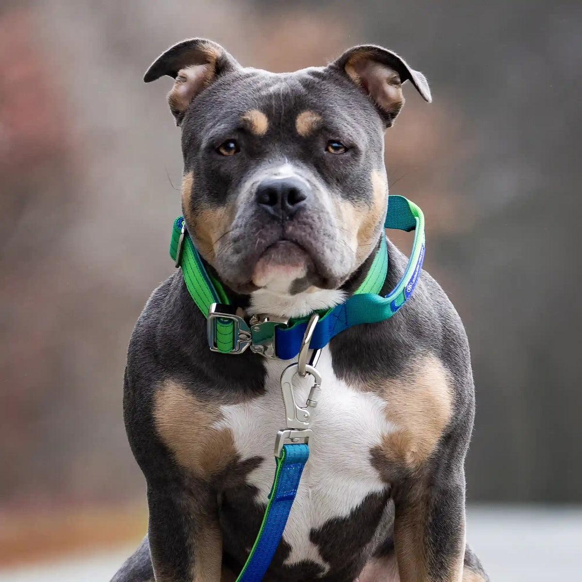 Comfort Control Collar and Multipurpose Leash Set - Lime Wave