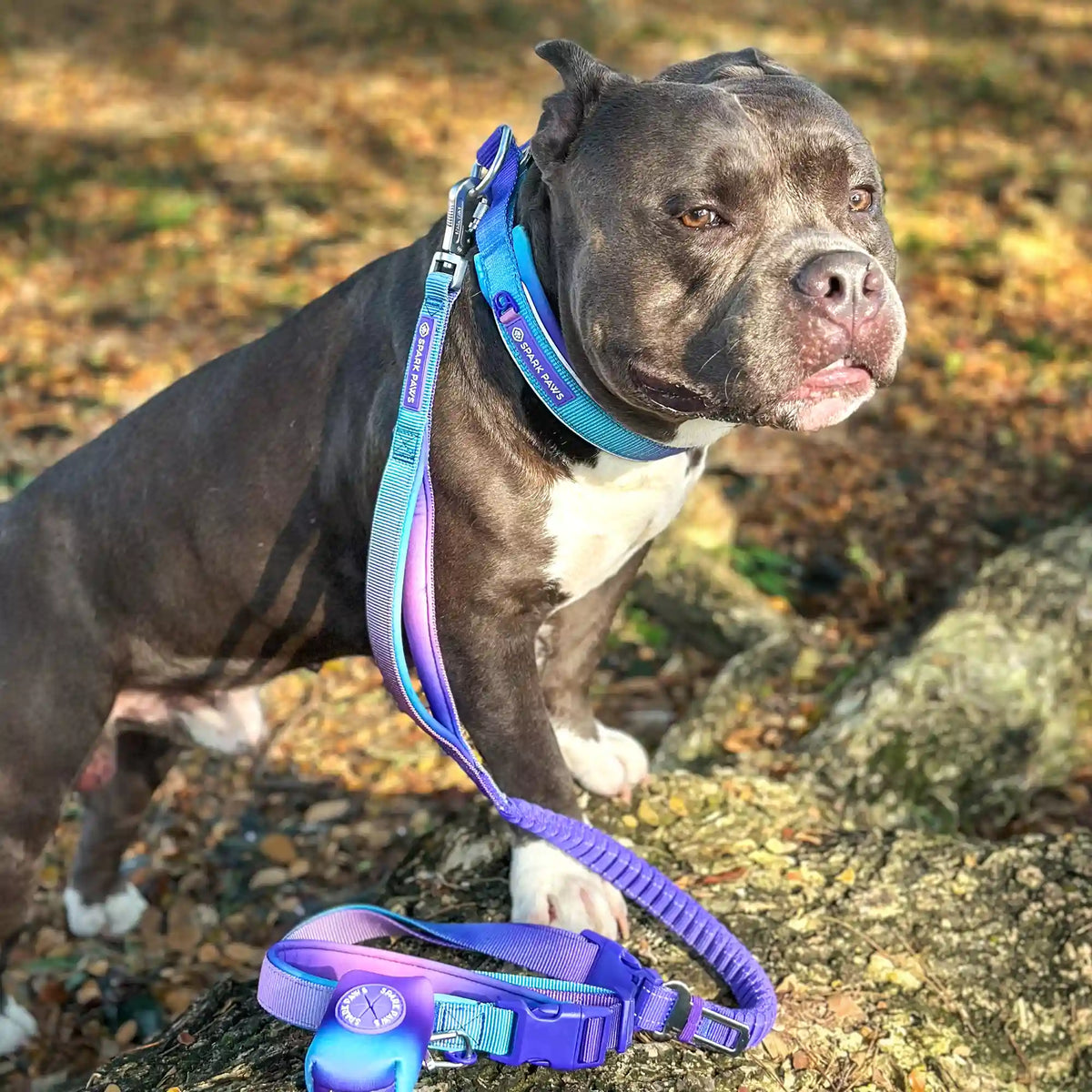 Martingale Collar and Multipurpose Leash Set - 90s Retro