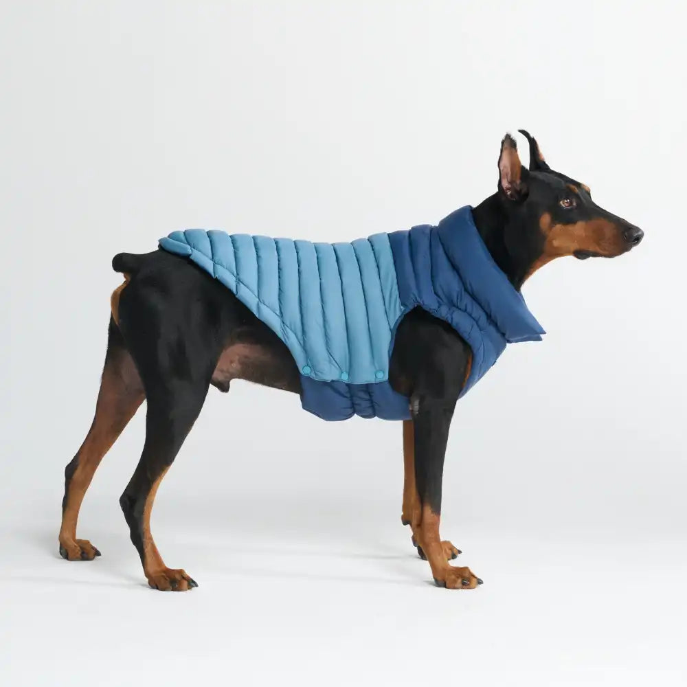 PuffShield Winter Jacket - Blue