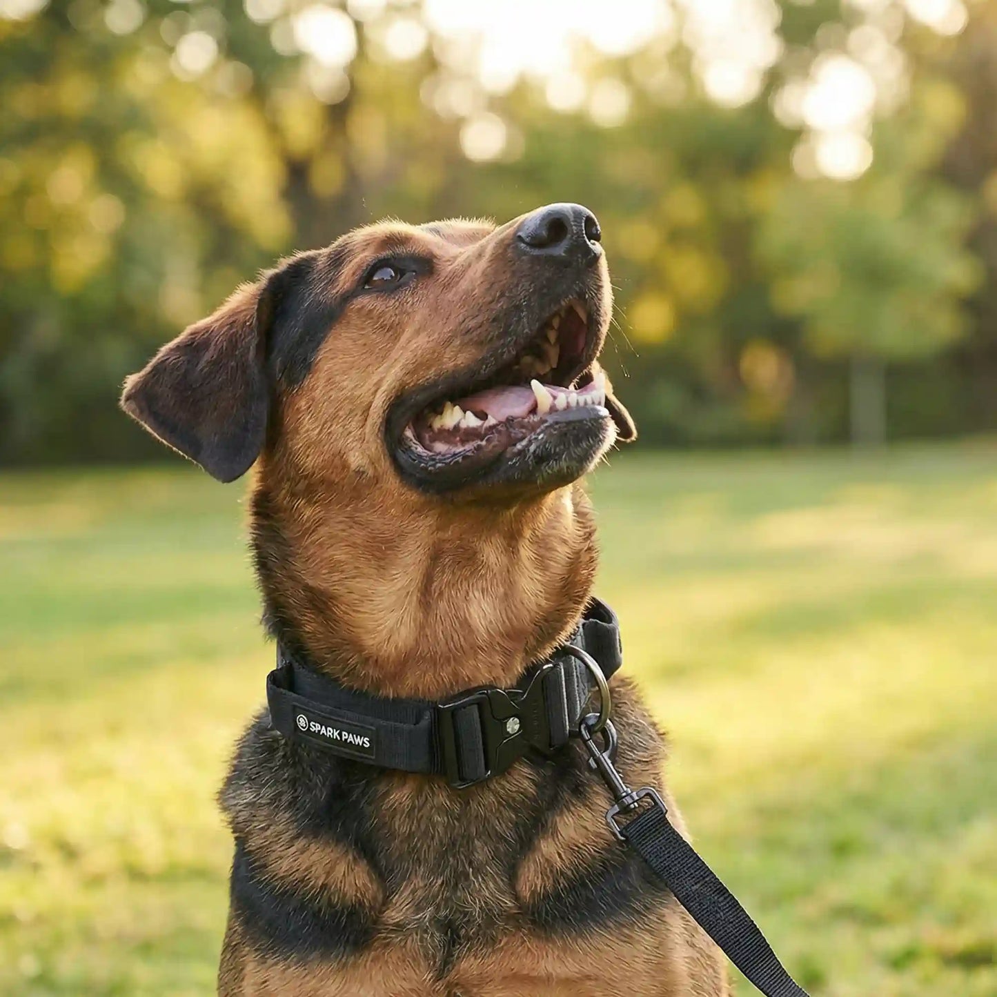 Comfort Control Collar and Multipurpose Leash Set - Black