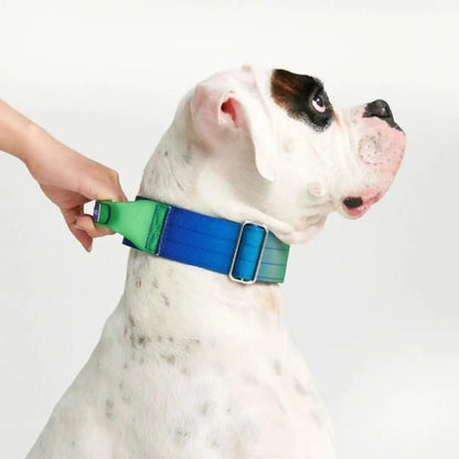 Comfort Control Dog Collars