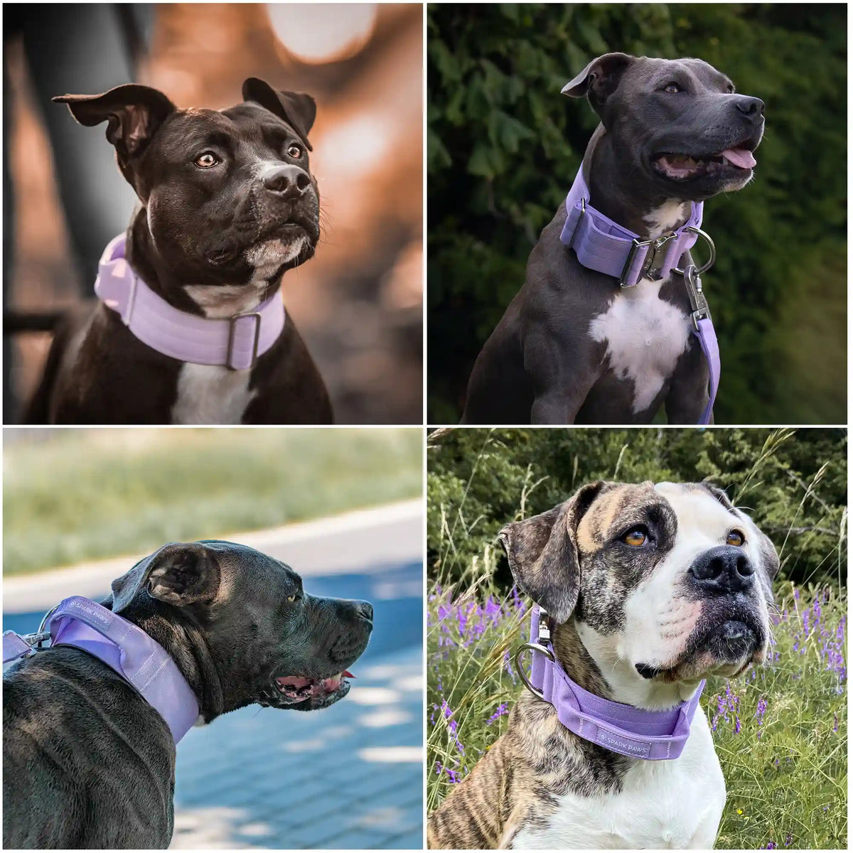 Comfort Control Collar - Lilac