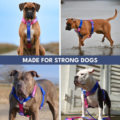 Comfort Control No-Pull Dog Harness Set - Snow Cone