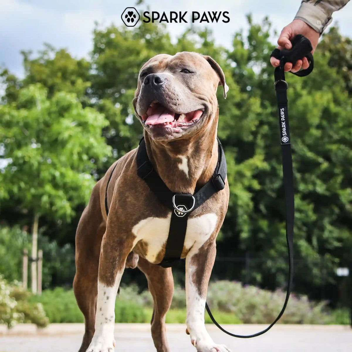 Comfort Control No-Pull Dog Harness Set - Black