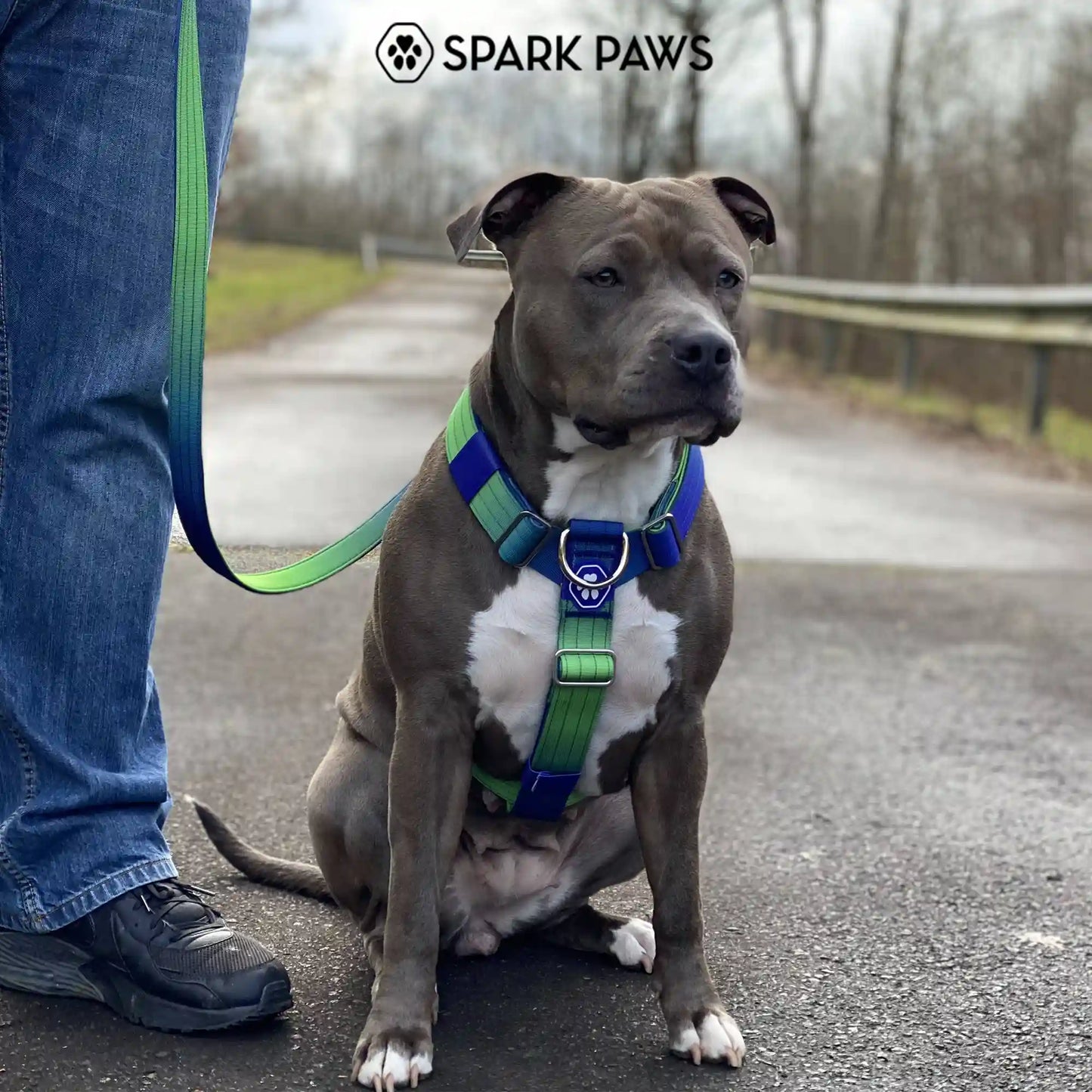 Comfort Control No-Pull Dog Harness Set - Lime Wave