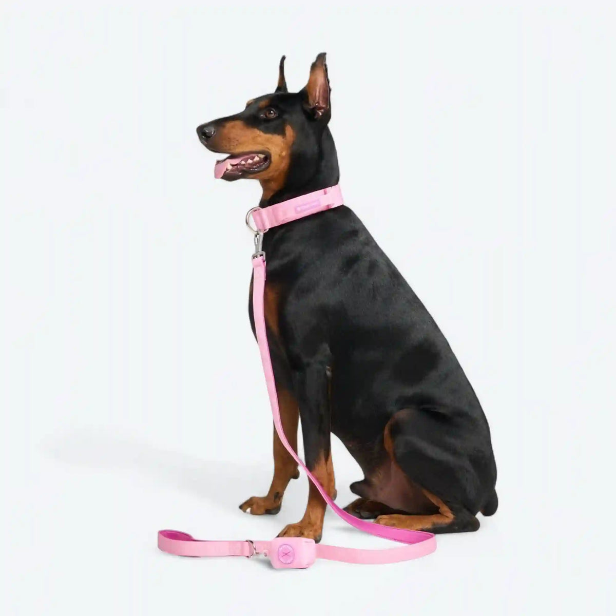 Comfort Control Dog Collars