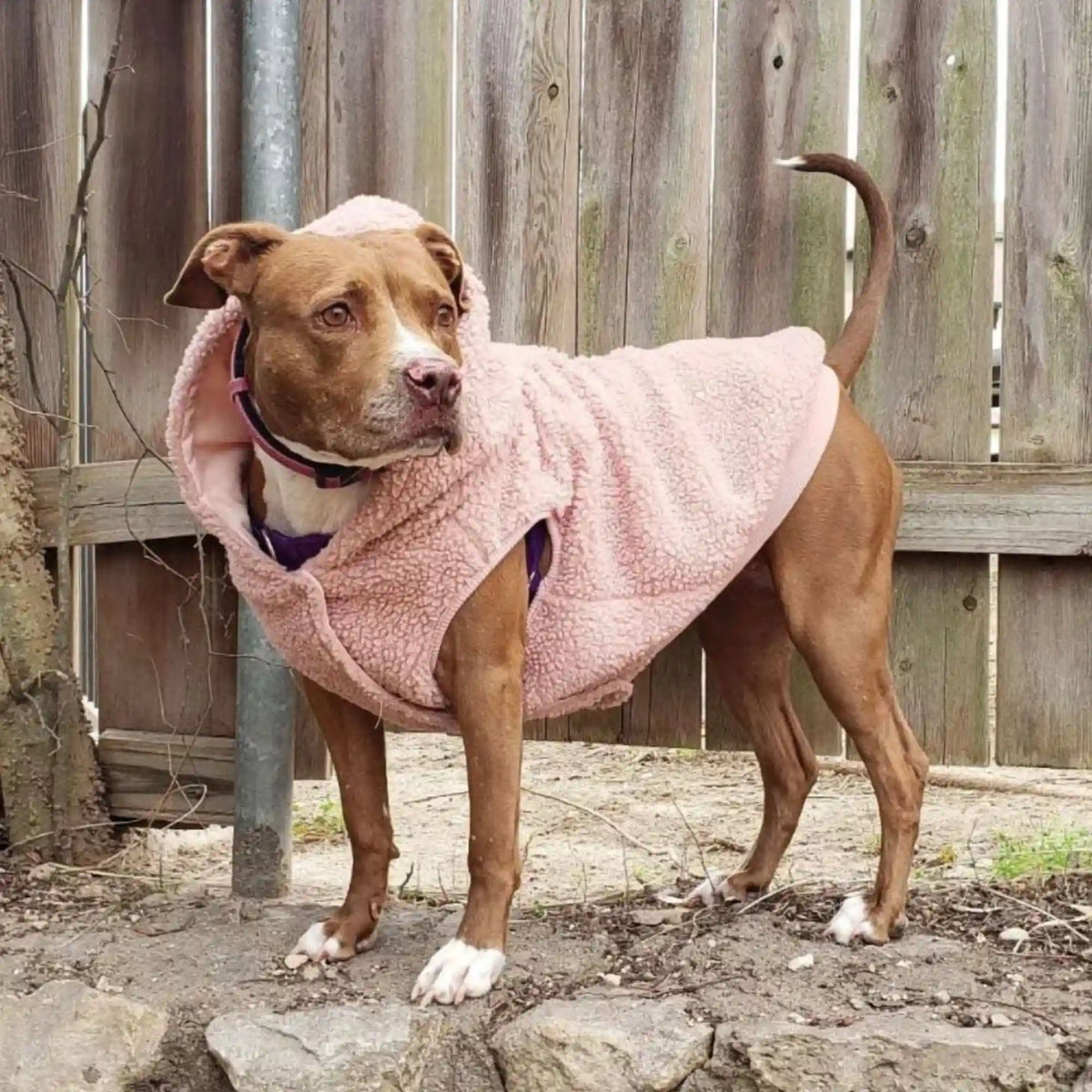 Teddy Sherpa Jacket - Pink