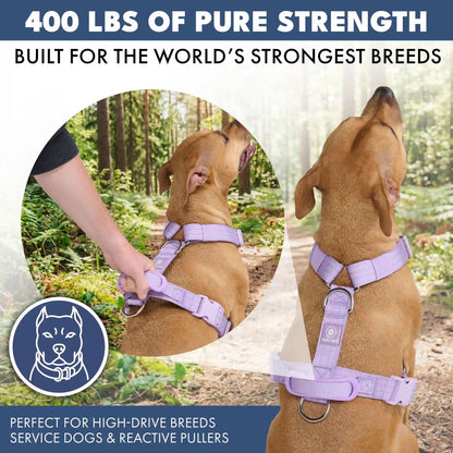 Comfort Control No-Pull Dog Harness Set - Lilac
