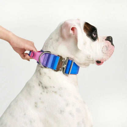 Comfort Control Dog Collars