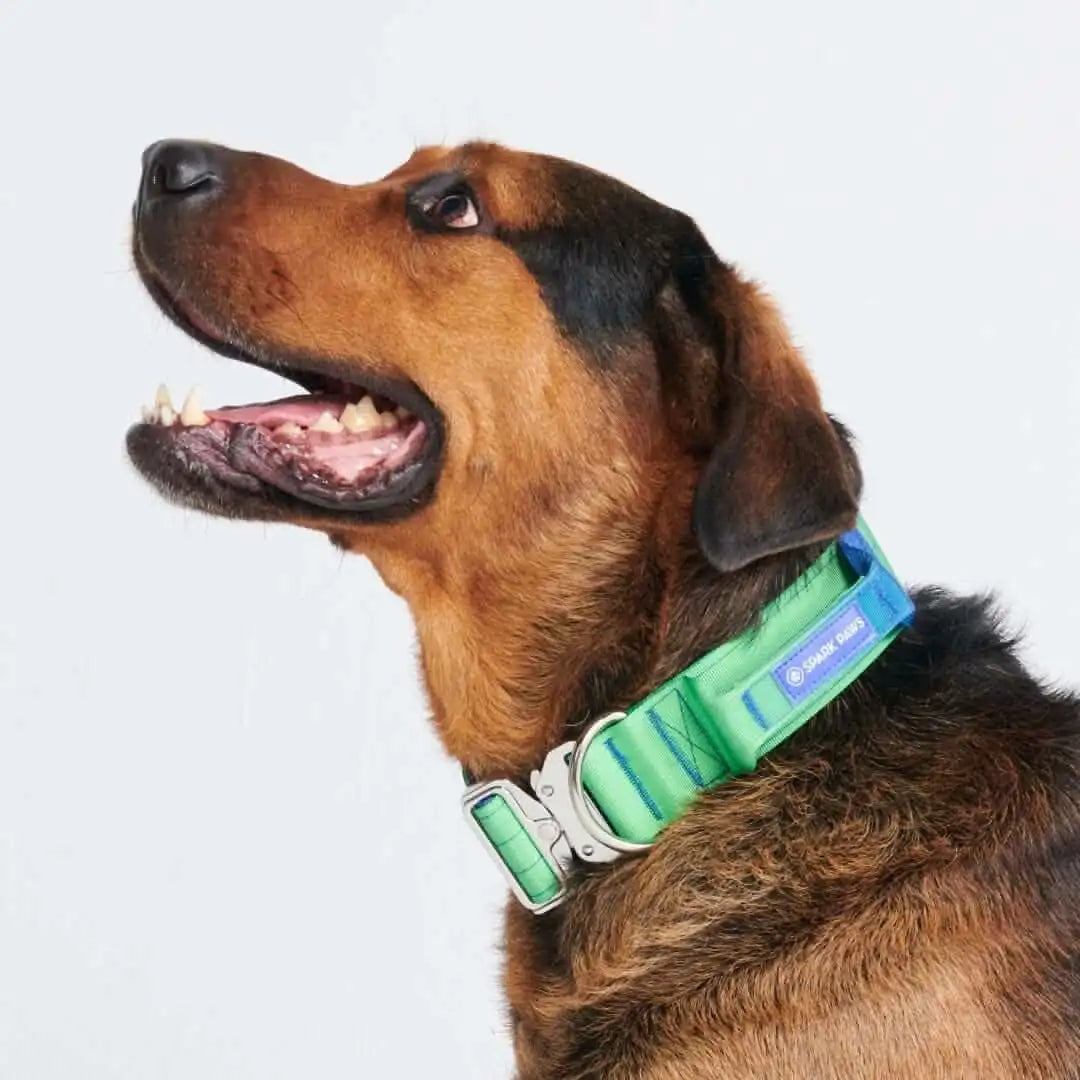 Comfort Control Dog Collars