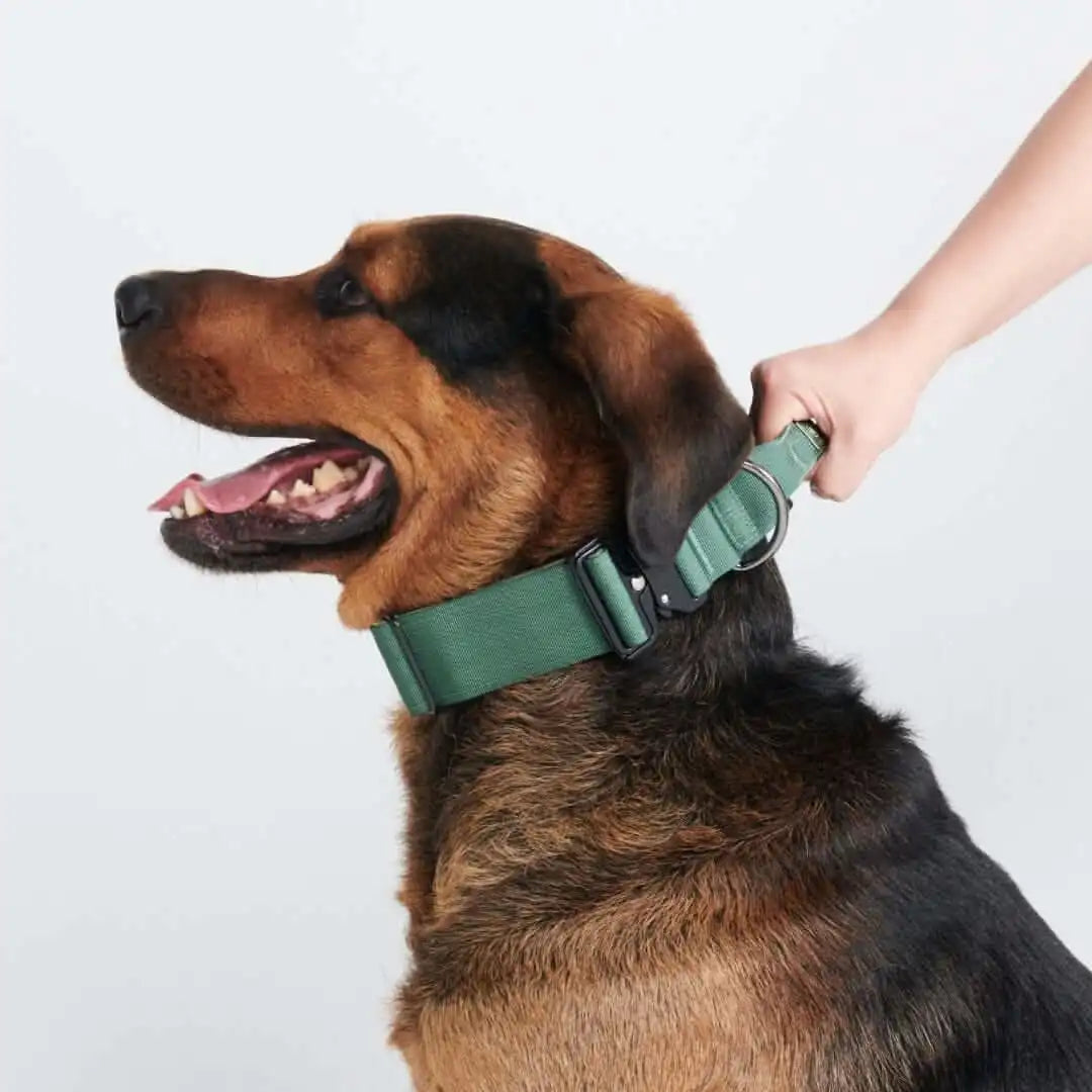 Comfort Control Dog Collars