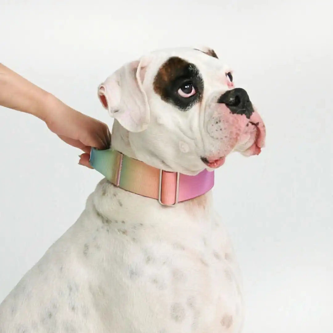 Comfort Control Dog Collars