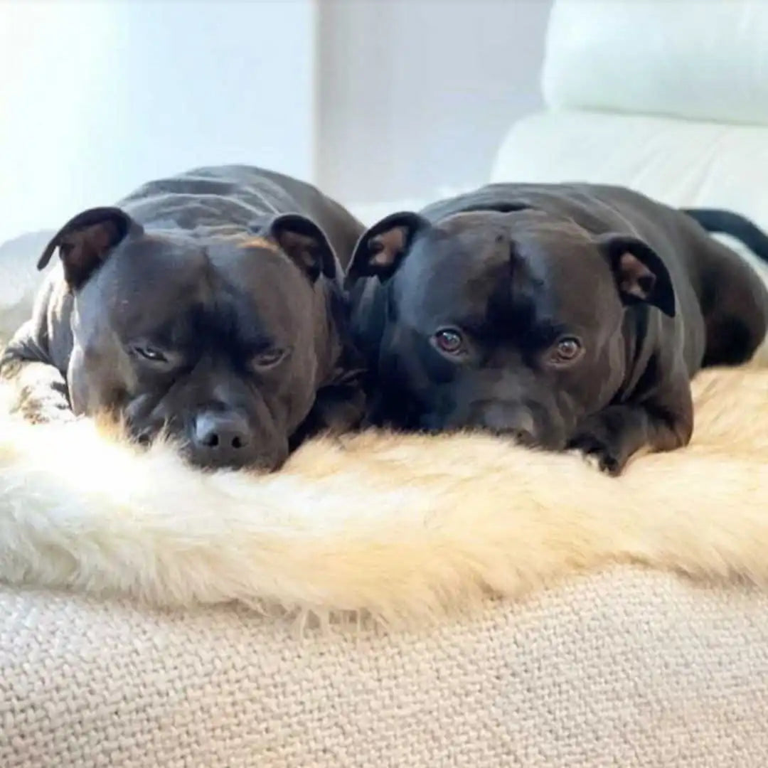 Faux Fur Memory Foam Rug Dog Bed
