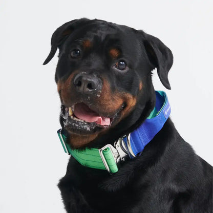 Comfort Control Dog Collars