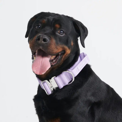 Comfort Control Dog Collars