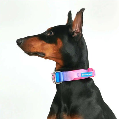 Comfort Control Dog Collars