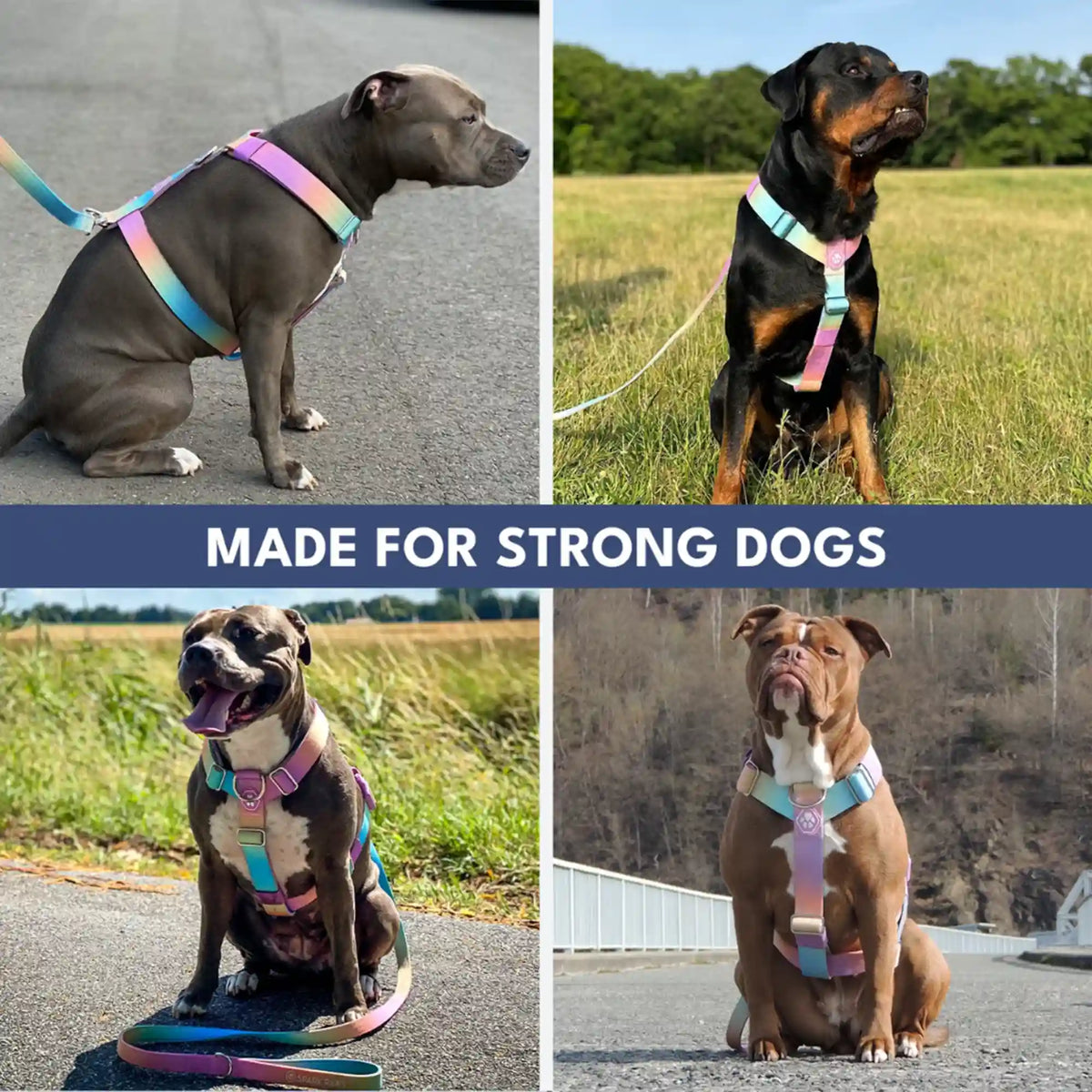 Comfort Control No-Pull Dog Harness and Multipurpose Leash Sets
