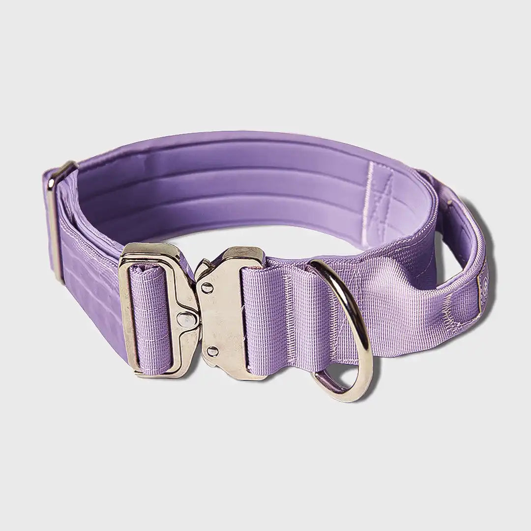 Comfort Control Dog Collars