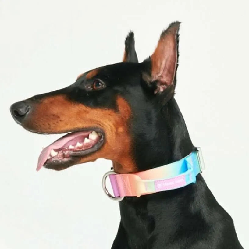 Comfort Control Dog Collars