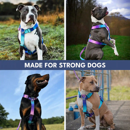 Comfort Control No-Pull Dog Harness Set - 90s Retro