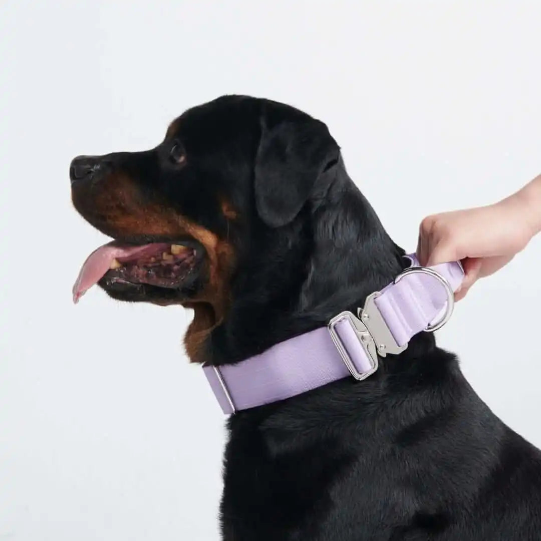 Comfort Control Dog Collars