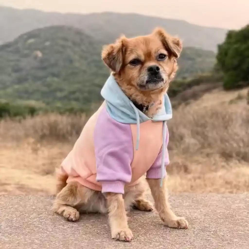 Color Block Dog Hoodies