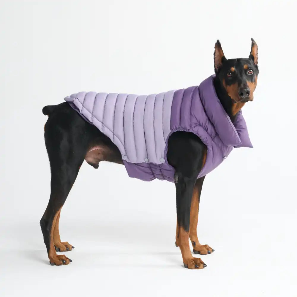 PuffShield Winter Jacket -  Purple