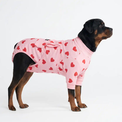 Dog Surgical Suit