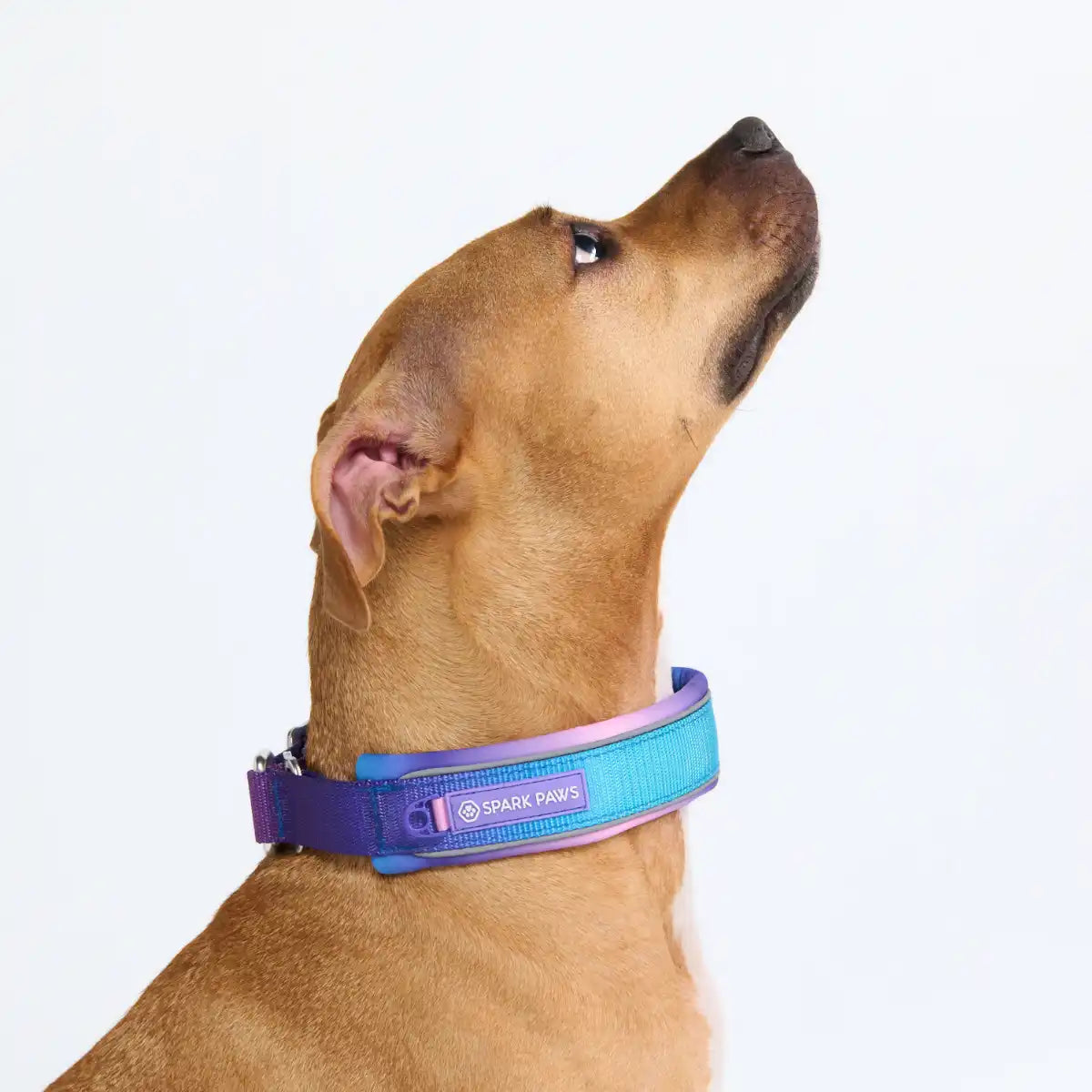 Cushioned Martingale Collars