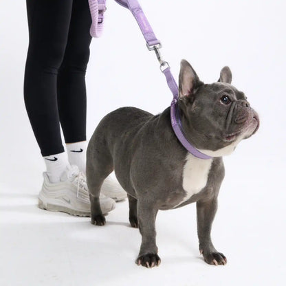 Multipurpose Seatbelt Handsfree Leash & Poop Bag Holder Set
