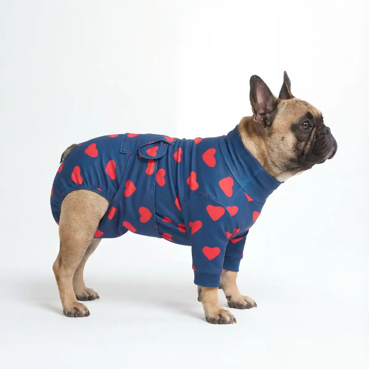 Dog Surgical Suit