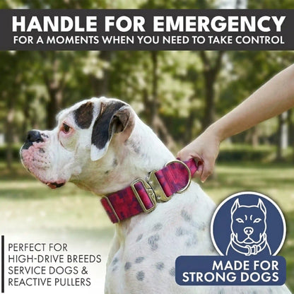 Comfort Control Collar and Multipurpose Leash Sets