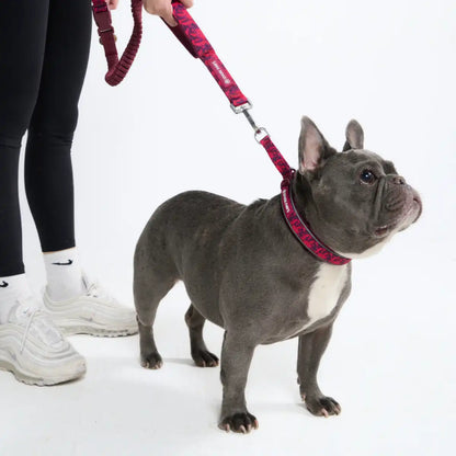 Multipurpose Seatbelt Handsfree Leash & Poop Bag Holder Set