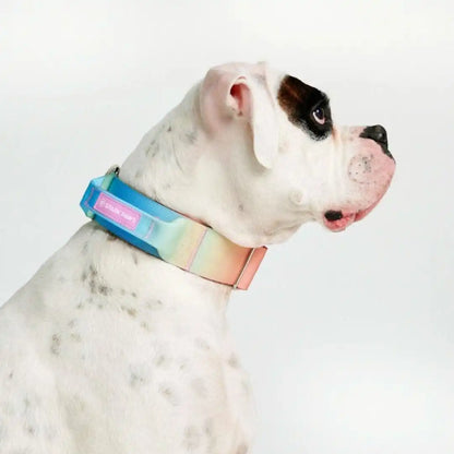 Comfort Control Dog Collars