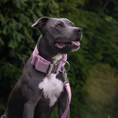 Comfort Control Collar and Multipurpose Leash Sets