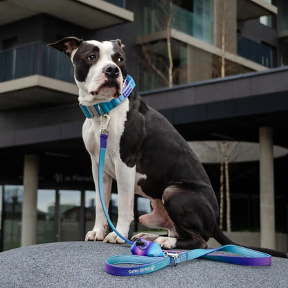 Comfort Control Dog Collar Sets