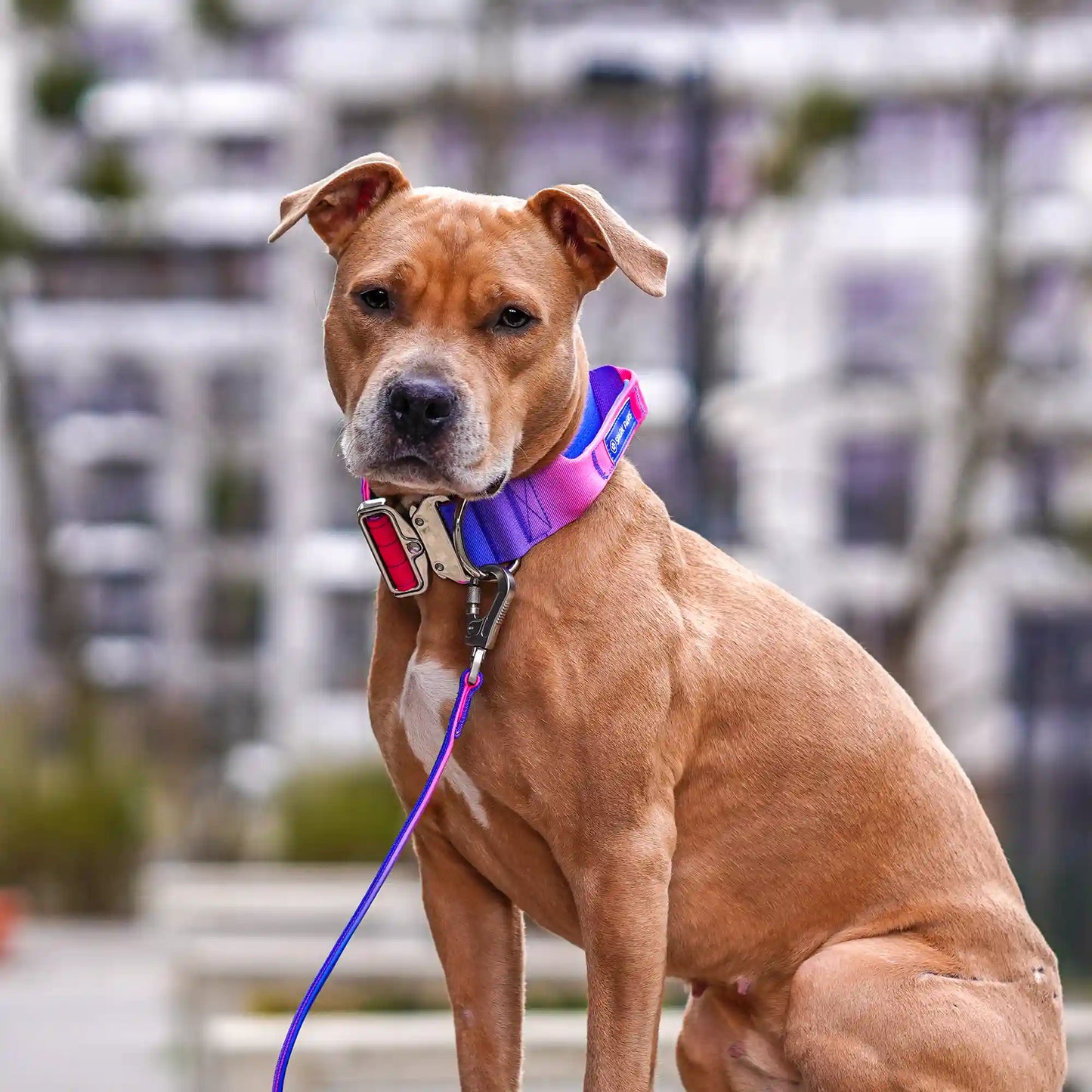 Comfort Control Collar and Multipurpose Leash Sets