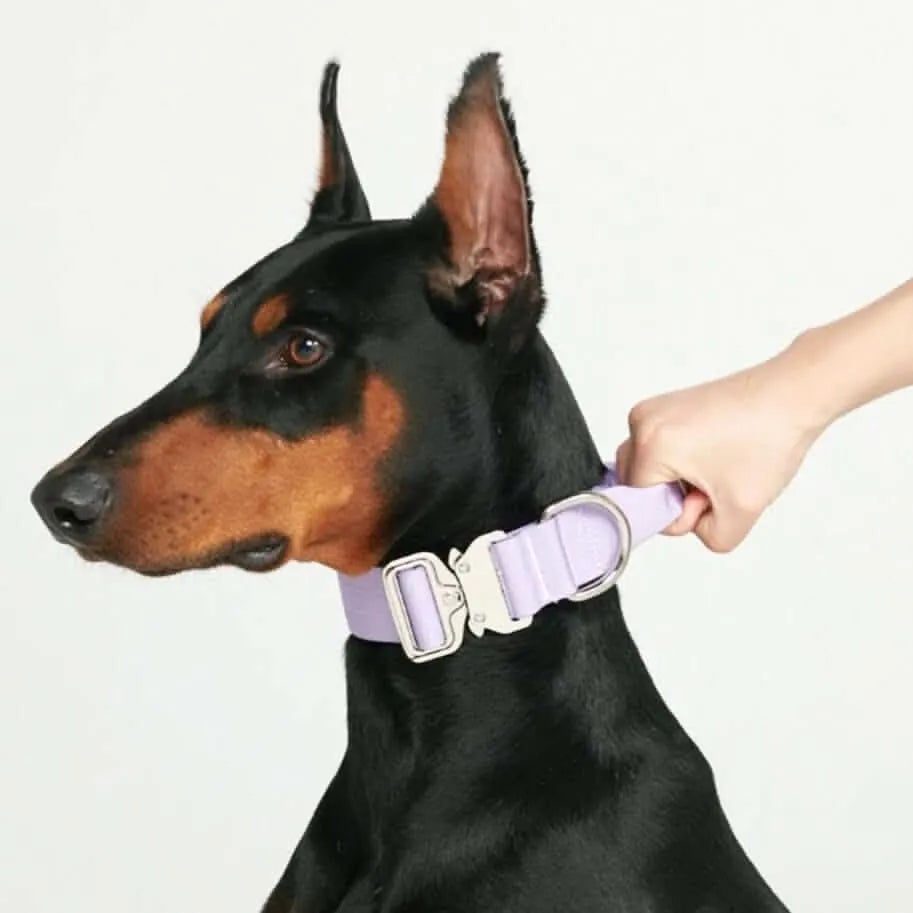Comfort Control Dog Collars