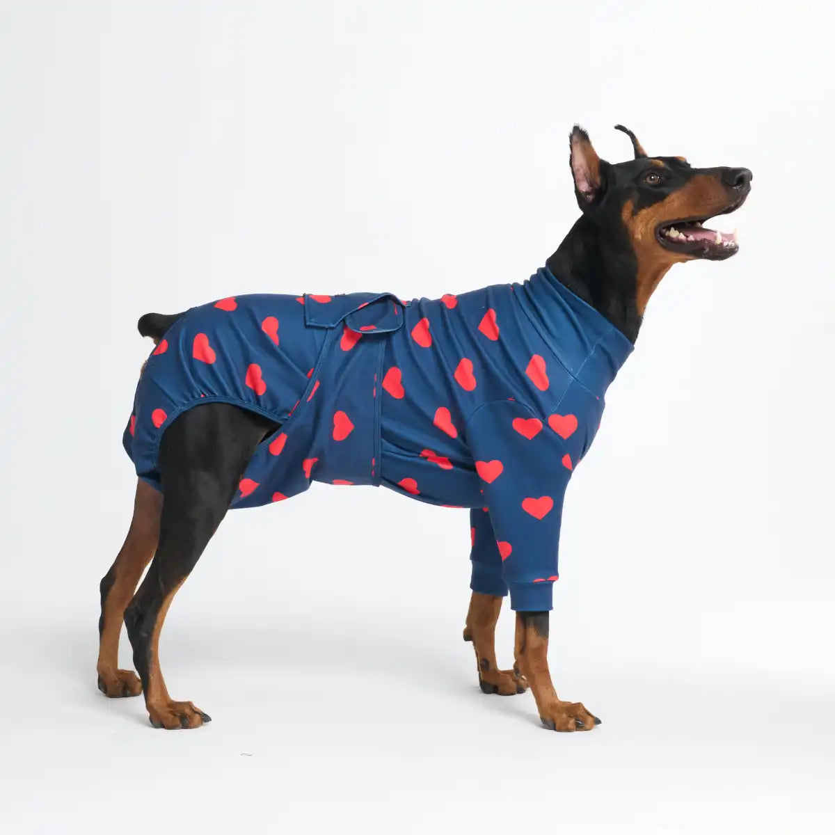 Dog Surgical Suit