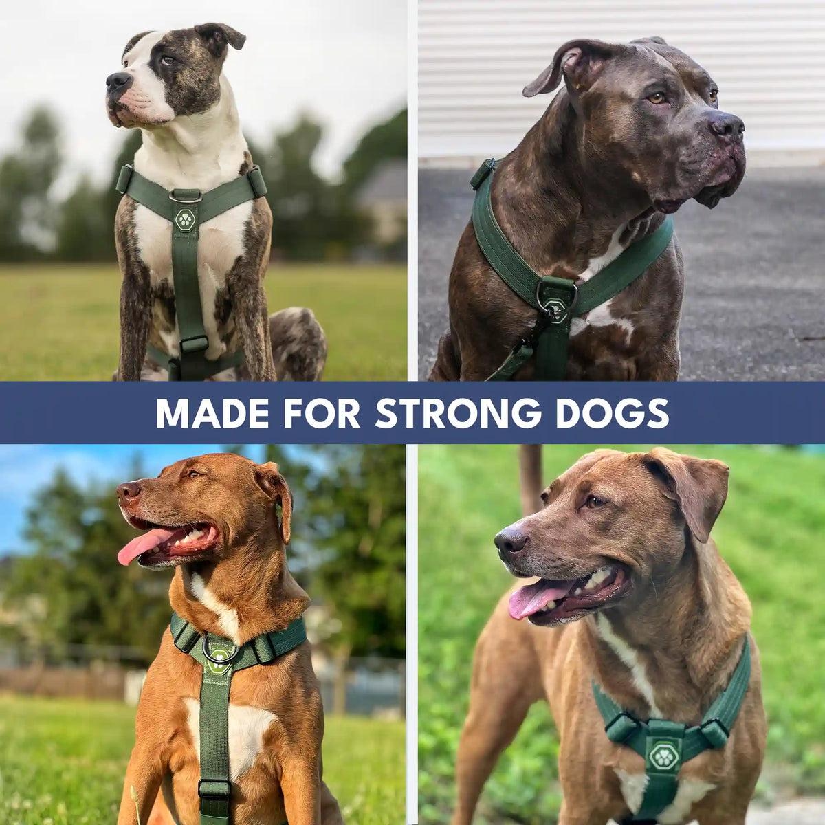 Comfort Control No-Pull Dog Harness - Green