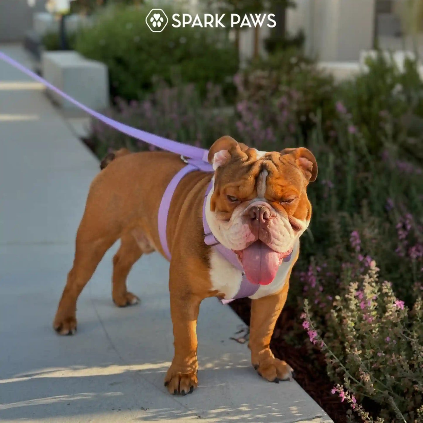 Comfort Control™ No-Pull Dog Harness - Lilac