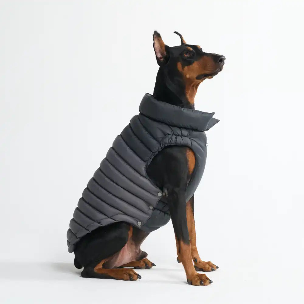 PuffShield Winter Jacket - Black