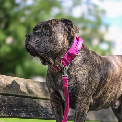 Comfort Control Collar Set - Fuchsia Camo