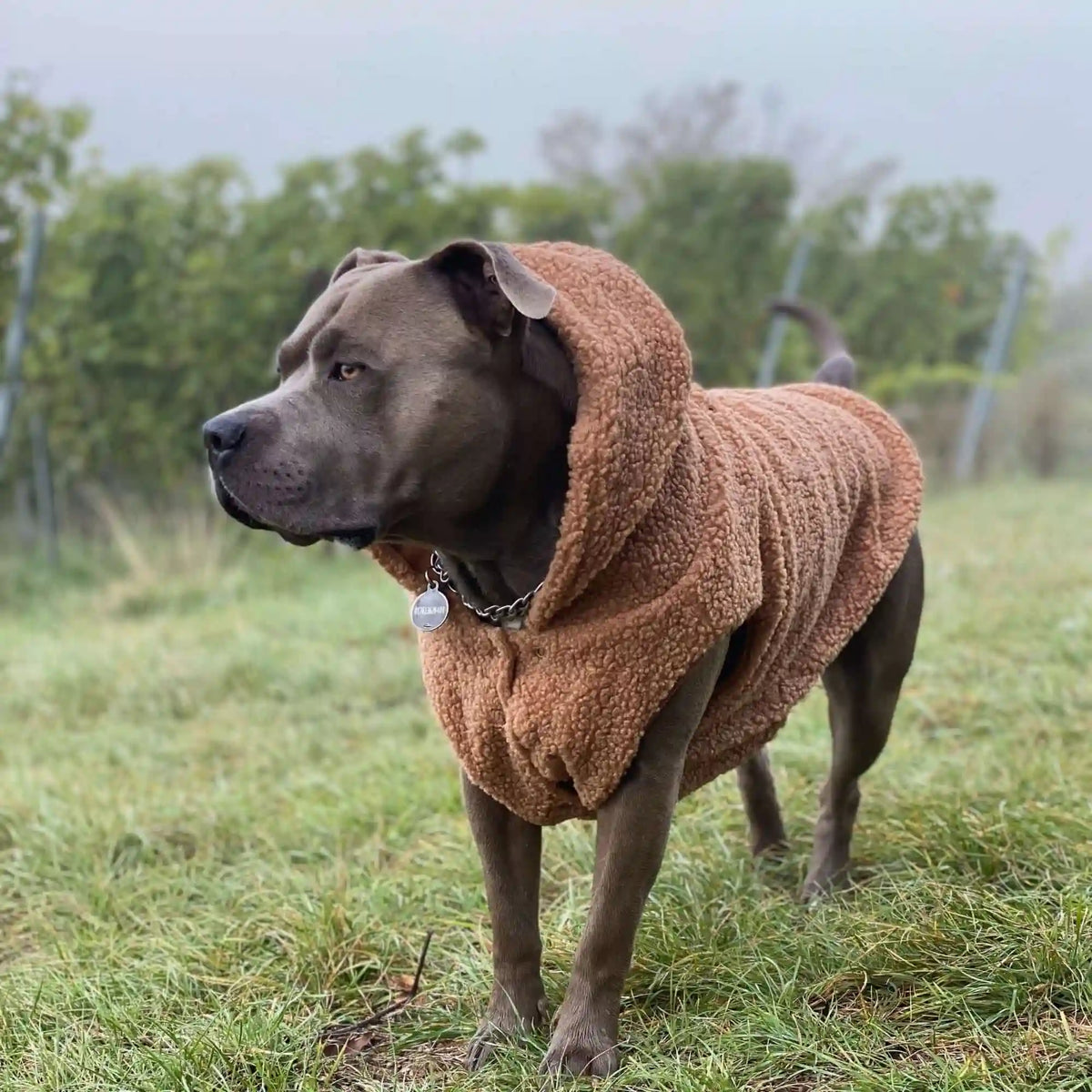 Teddy Sherpa Dog Jackets