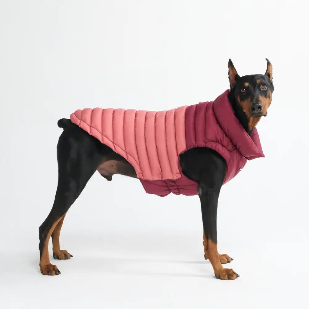 PuffShield Winter Jacket - Red